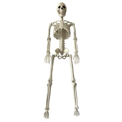 90cm Full Body Halloween Party Posable Skeleton with Movable Joints Haunted House Horror Prop Gift