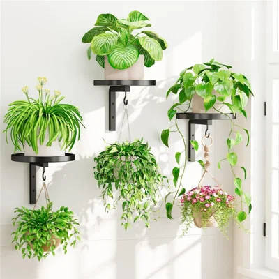 3Pcs Wall-Mounted Plant Stand Metal Hooks Indoor Outdoor Garden Decor Hanging Bracket with Anti-Fall Rim (Without Flowerpot) - Black
