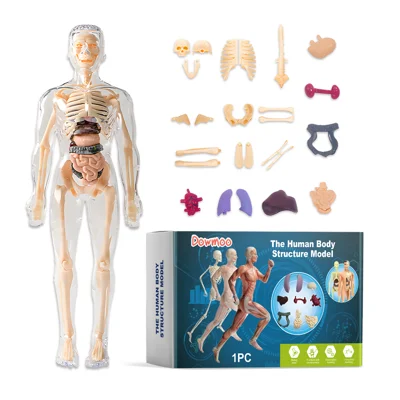 DOWMOO Modèle du Corps Humain Détachable de 28 cm, Jouet Éducatif d'Anatomie, Affichage Détaillé du Squelette et des Organes