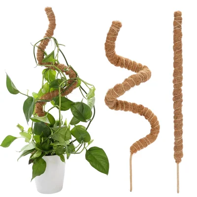 buy snake plant australia Sansevieria Superba | Indoor Plant Perth