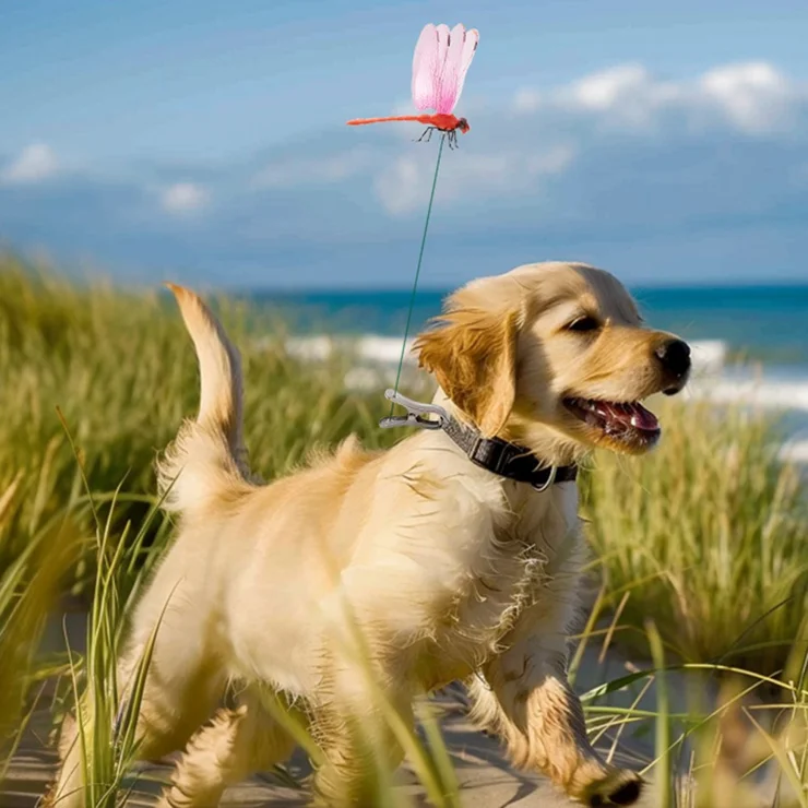 Simulazione Clip a Forma di Libellula Della Libellula Sulla
