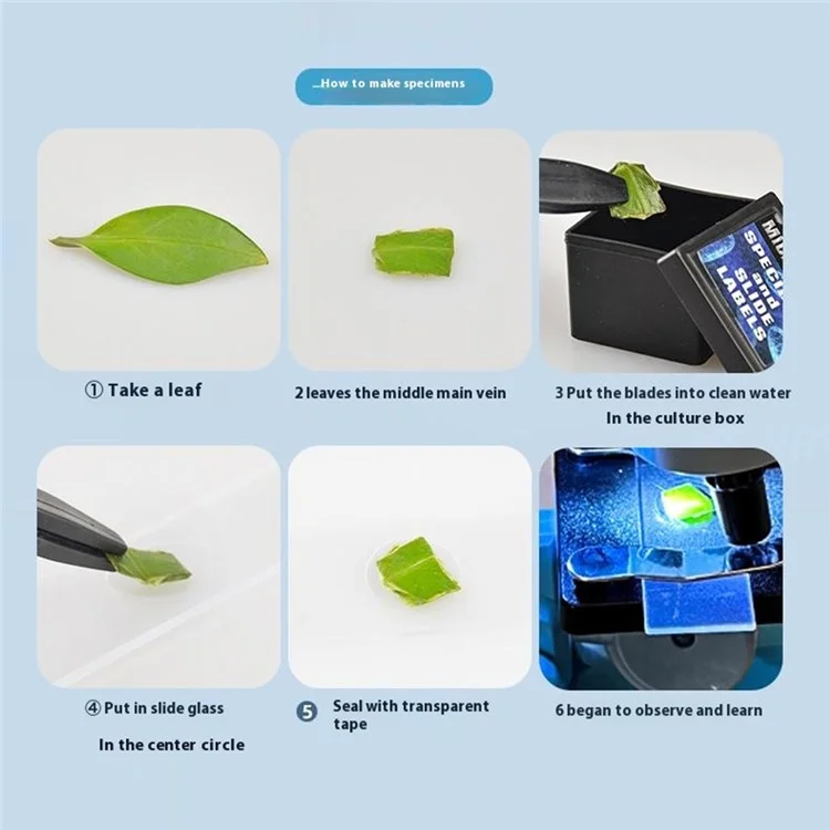 C2501 Microscopio Calibrato per Bambini 1200X - Kit Scientifico Educativo STEM per Esperimenti di Biologia - Colore Caffè