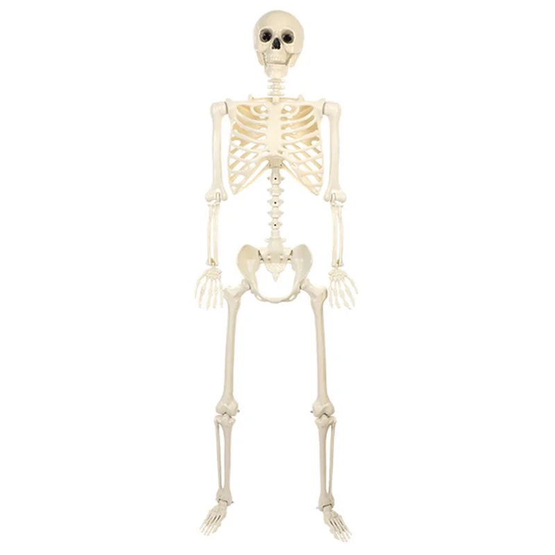 165cm Full Body Halloween Party Posable Skeleton with Movable Joints Haunted House Horror Prop Gift