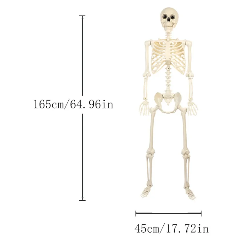 165cm Full Body Halloween Party Posable Skeleton with Movable Joints Haunted House Horror Prop Gift