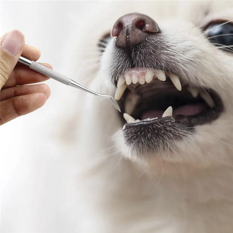 Haustierkatze Dental Mundpflege Plaque Remover -berechnung Zähne Reinigungswerkzeug