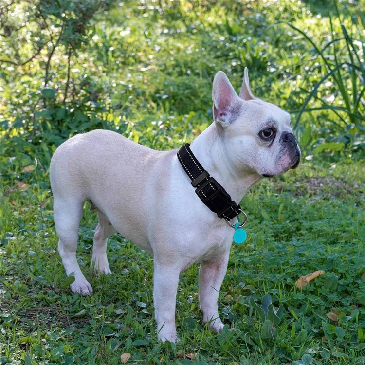 Weicher gepolsterter reflektierender Nylon-Hundehalsband mit verstellbarer Größe L - Schwarz, mit 1,5 m Leine zum Spazierengehen und Training