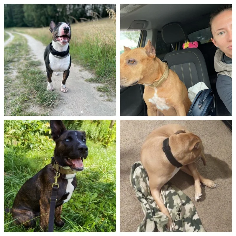 طوق حيوانات أليفة تكتيكي من النايلون بحجم متوسط وكبير مع حزام مقبض - تمويه M