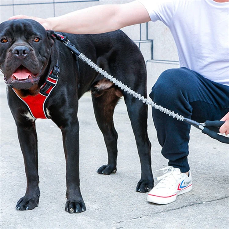 DODOPET 120cm de Alta Elasticidade da Treliça de Gama de Leasão de Pêlos Treinamento de Tração de Caminhada Corda de Tração - Laranja