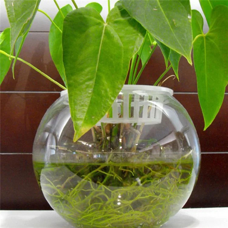 Multipurpose Glass Bowl Vase Terrarium for Plants Flowers Aquarium Fish Tank, Max Diameter: 15cm