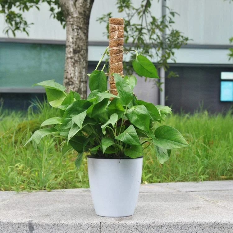 4 Pièces 30cm Tige d'escalade de plante Tige d'escalade de vigne de palmier de noix de coco Bâton de support de plante avec outils 