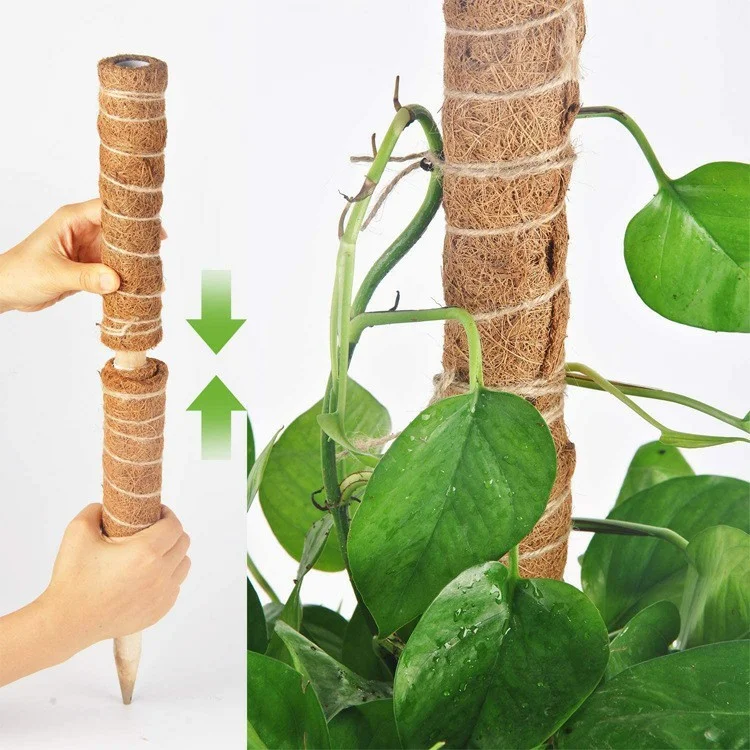 4 Pièces 30cm Tige d'escalade de plante Tige d'escalade de vigne de palmier de noix de coco Bâton de support de plante avec outils 