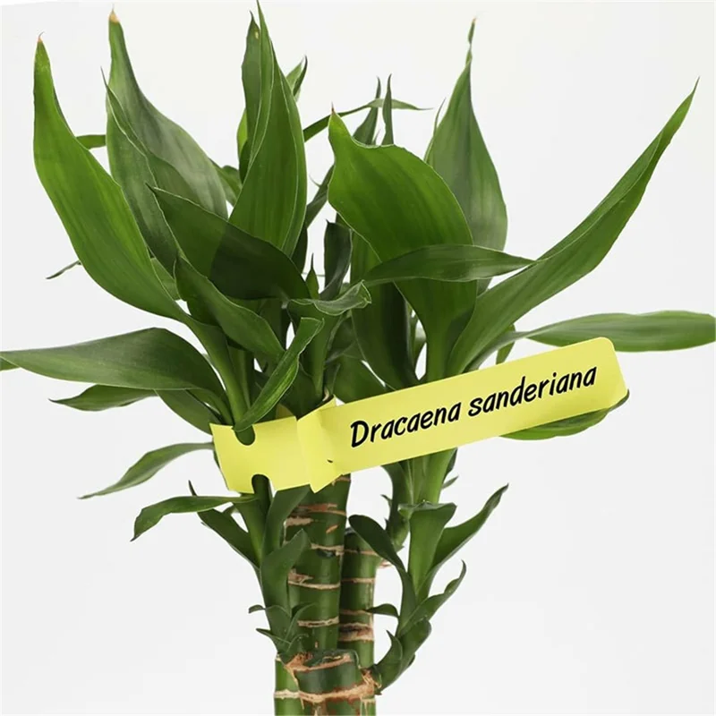 100Pcs Plastic Plant Tree Labels Tags Adjustable Garden Hanging Wrapping Tags - Yellow
