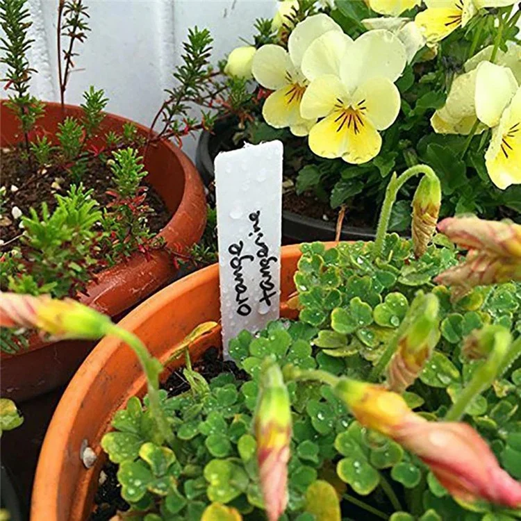 RF006 100 Etiquetas de plantas em vaso 5x1CM Sinais de estaca de berçário PVC - Azul 