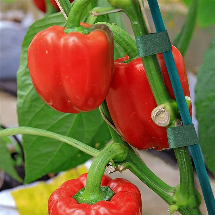 10 pièces de 40 cm de bambou Plantes Tuteurs Verts Jardin Fleurs Support Tiges