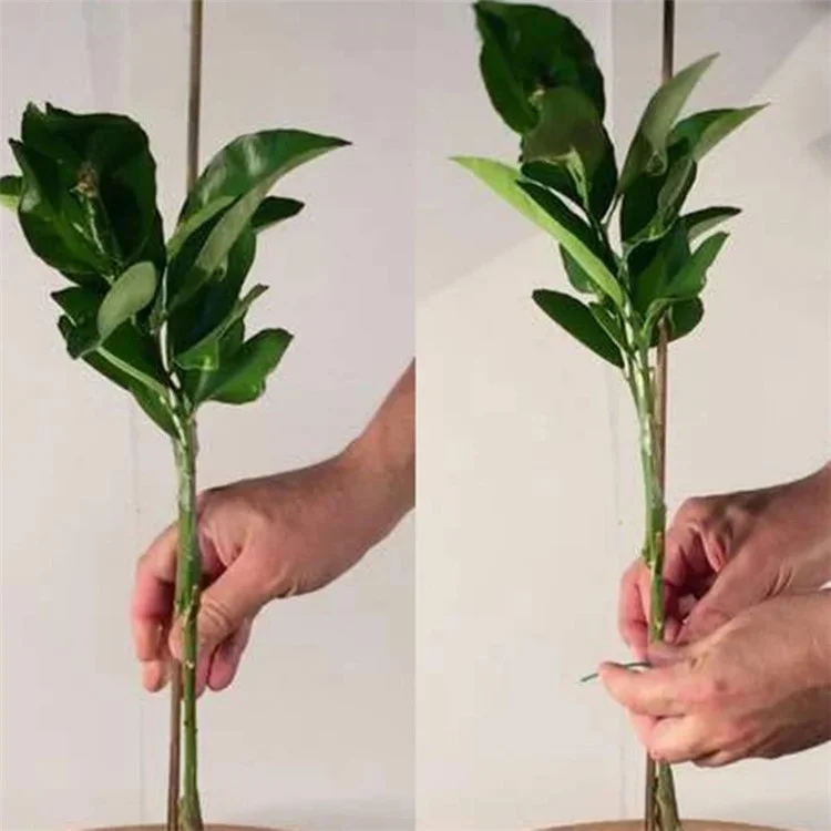 50 Pcs de piquets de bambou de 40 cm pour le jardinage, le soutien floral des plantes, bambou naturel