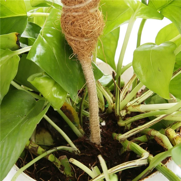 JM3030 50 cm Tige de support flexible pour plante Pothos Coco Coir 