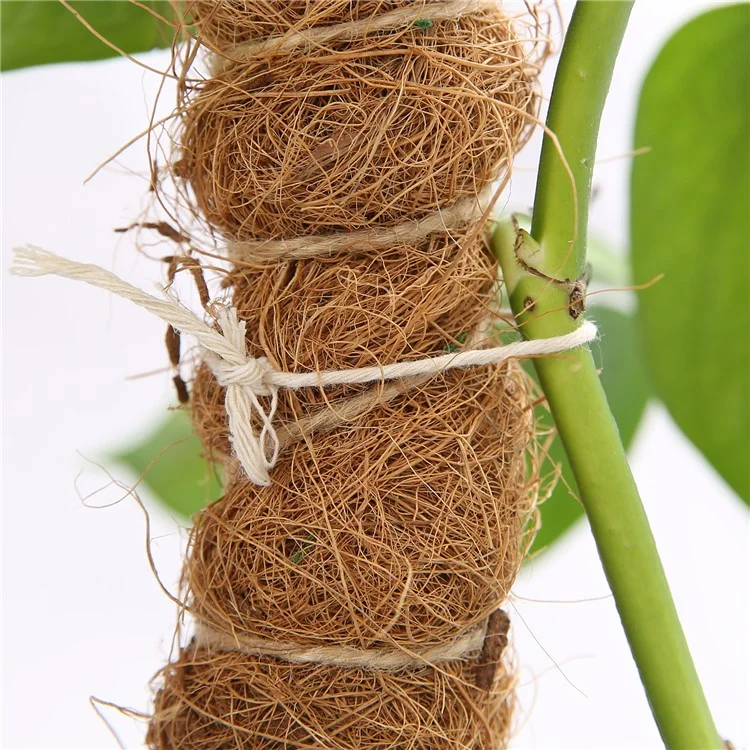 JM3030 50 cm Tige de support flexible pour plante Pothos Coco Coir 