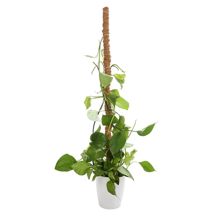 JM3030 50 cm Tige de support flexible pour plante Pothos Coco Coir 