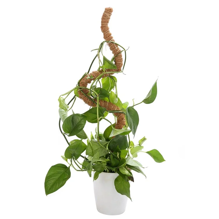 JM3030 50 cm Tige de support flexible pour plante Pothos Coco Coir 