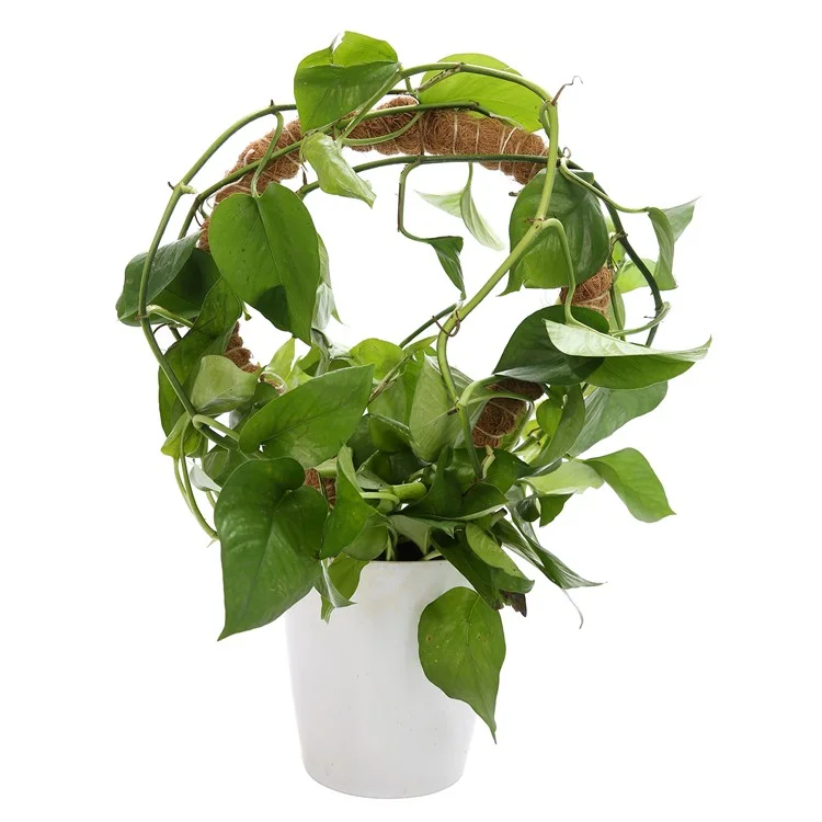 JM3030 50 cm Tige de support flexible pour plante Pothos Coco Coir 