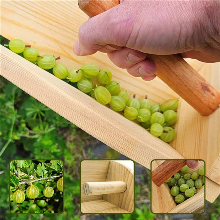 Scoop de Récolte de Groseille de Groseille de Groseille Avec Poignée Ergonomique Pour Les Baies de Grand Calibre