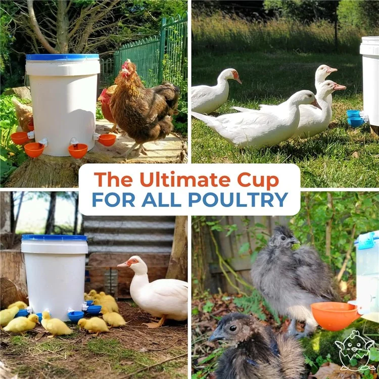 5 Peças Bebedouro Automático para Aves Comedouro de Água para Galinhas Pombos - Laranja