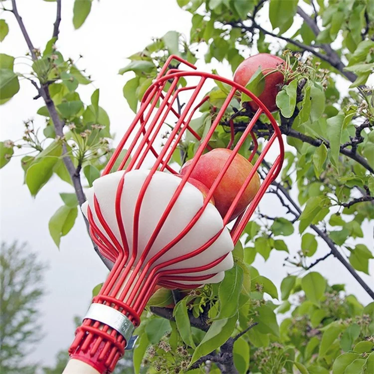 Eisendraht-Obstpflücker mit abnehmbarem Tiefkorb, Pfirsich- und Birnenkörner-Gartenobsterntewerkzeug - Rot