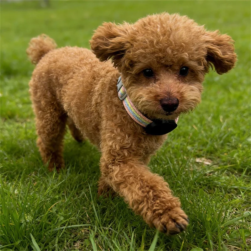 915810 Support pour collier de chat Xiaomi Tag en plastique d'ingénierie, boîtier de protection antiperte - Noir