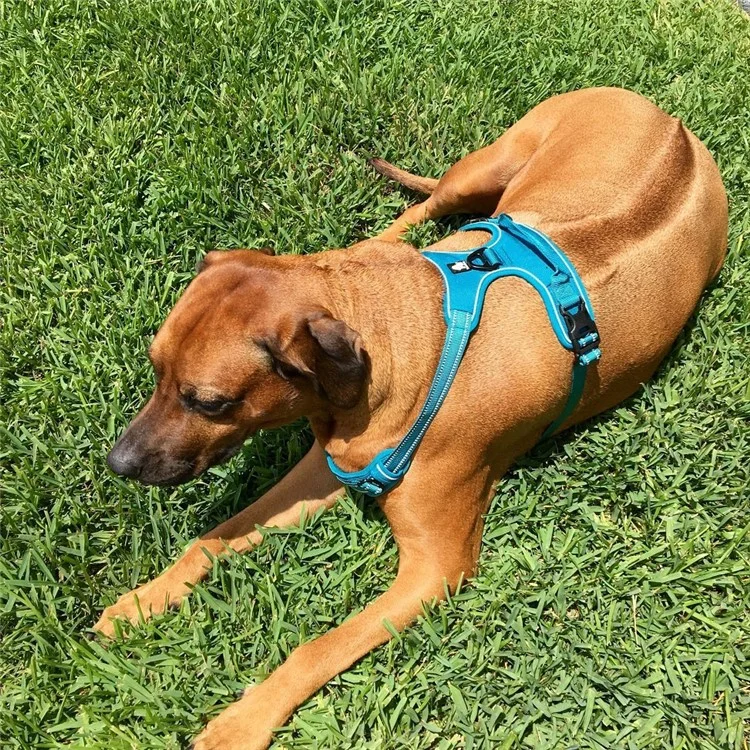 TRUELOVE No-Pull Non-Choking Front Range Dog Harness (TLH5651) - Blue / Size: L